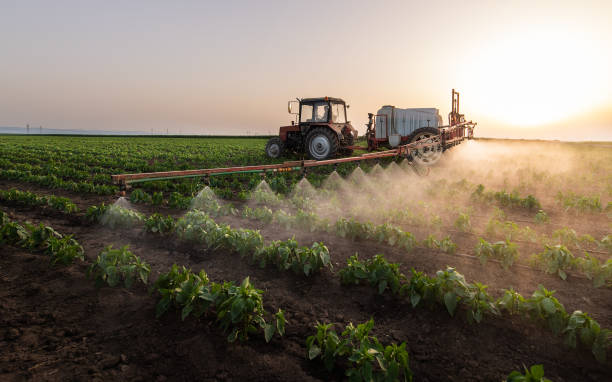 Best Ant Control Services  in Cumings, TX