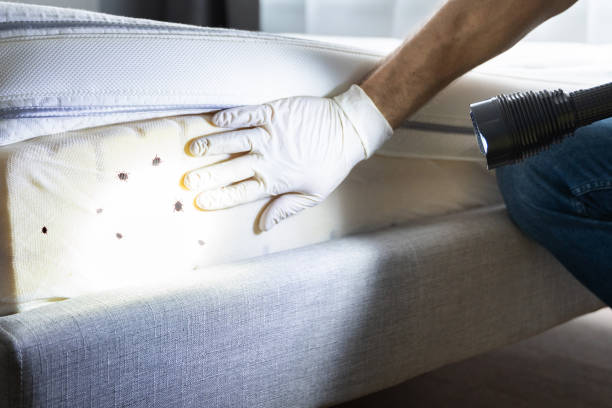 Best Ant Control Services  in Cumings, TX