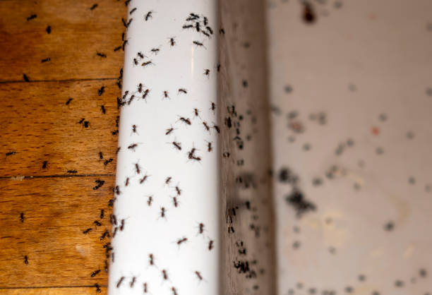 Best Rat Extermination Near Me  in Cumings, TX