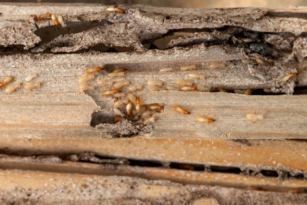 Best Flea Control Services  in Cumings, TX
